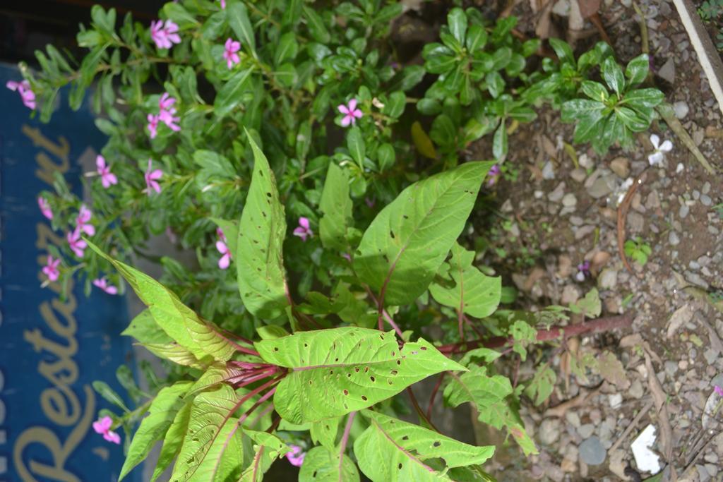Mount Valley Mama Cottage Rishīkesh المظهر الخارجي الصورة
