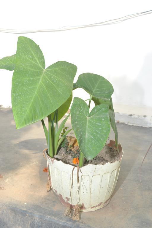 Mount Valley Mama Cottage Rishīkesh المظهر الخارجي الصورة