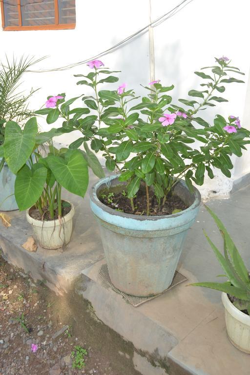 Mount Valley Mama Cottage Rishīkesh المظهر الخارجي الصورة
