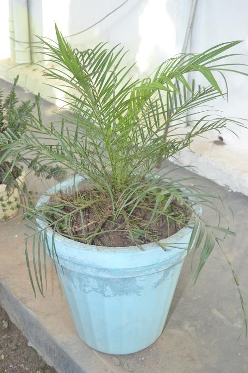 Mount Valley Mama Cottage Rishīkesh المظهر الخارجي الصورة