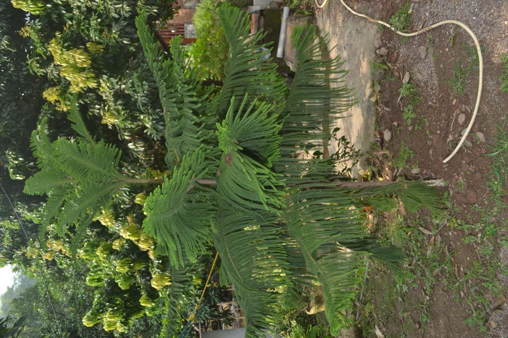 Mount Valley Mama Cottage Rishīkesh المظهر الخارجي الصورة